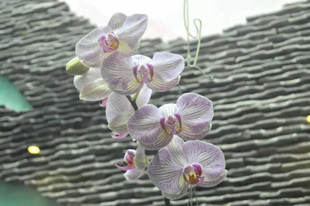 Green Coco Homestay Hoi An Vietnam